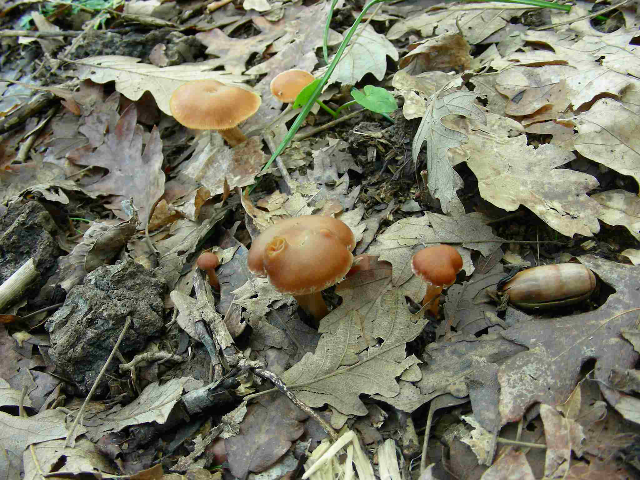 1949 Marzo vecchio ritrovamento